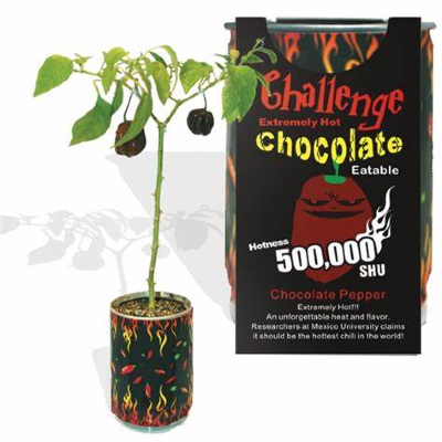 CHALLENGE SEEDS, CHOCOLATE HABANERO Seeds